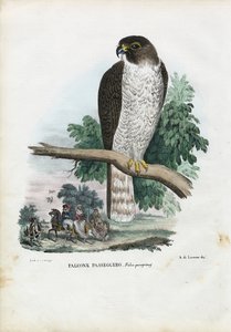 ハヤブサ、1863-79 作： Raimundo Petraroja